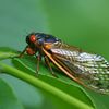 Billions Of Cicadas Returning To NYC For First Time In 17 Years